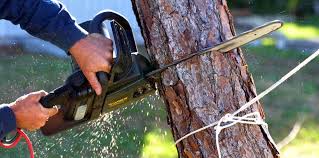  Hortonville, WI Tree Care Services Pros