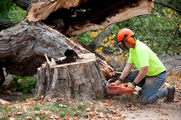 Professional Tree Care Services in Hortonville, WI