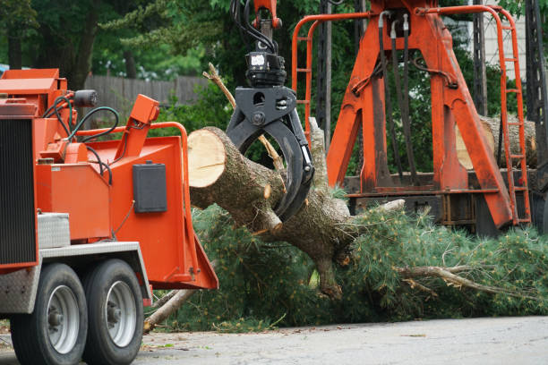 Best Tree Disease Treatment  in Hortonville, WI